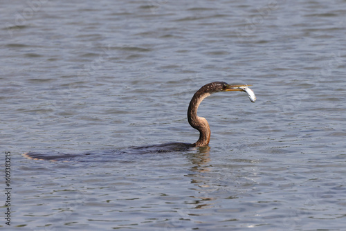 Anhinga with fish in beak swimming in water. 