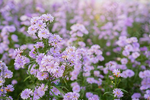Wallpaper Mural Purple margaret flower blooming with sunlight in the garden. Torontodigital.ca