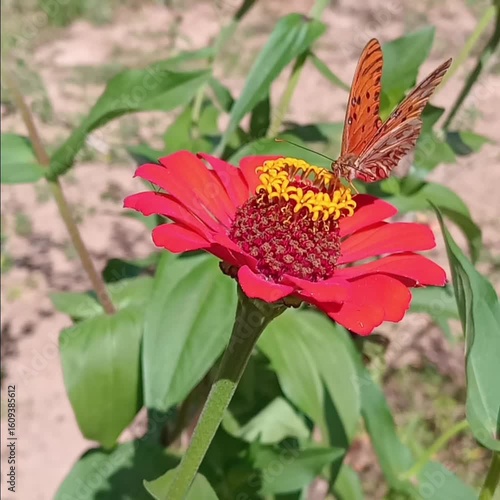 butterfly on flower