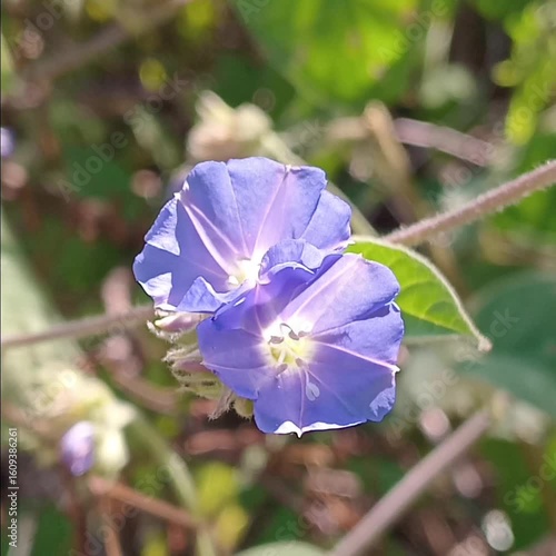 blue flowers 