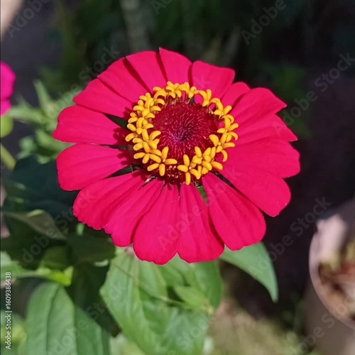 red and yellow flower