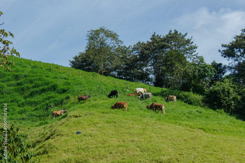 Fototapeta premium A large herd of cattle feeding on grass in the middle of a sunny and clear day without clouds, cattle feeding to later be sold for human consumption.