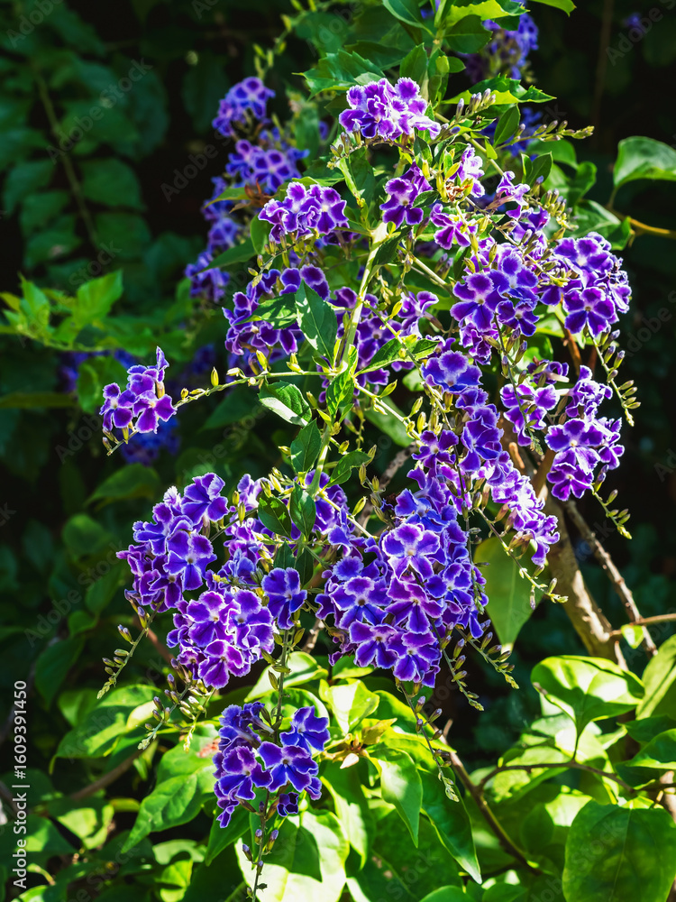 Duranta erecta is a species of flowering shrub in verbena family Verbenaceae, Common names include golden dewdrop, pigeon berry, and skyflower. Purple duranta flower golden dewdrop on green background Duranta erecta is a species of flowering shrub in verbena family Verbenaceae, Common names include golden dewdrop, pigeon berry, and skyflower. Purple duranta flower golden dewdrop on green background