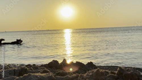 Sunrise above the sea, amazing morning. Dog of husky breed swimming in water. Horizontal video	