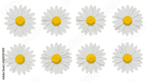 Set of eight daisy flower illustrations isolated on a white background. Collection of chamomile or Bellis perennis blossoms representing spring, nature, and purity.