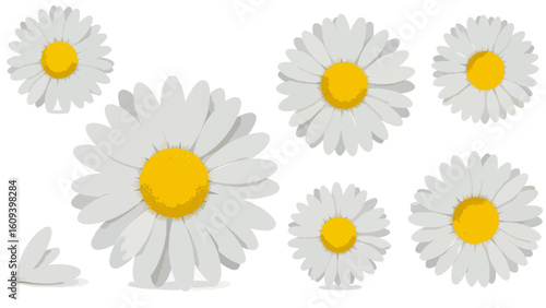 Beautiful set of daisy or chamomile flower illustrations. White blossoms with yellow centers isolated on a white background.