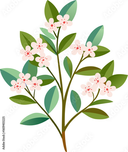 Waxflower