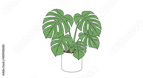 Thriving monstera deliciosa houseplant caring for swiss cheese plant