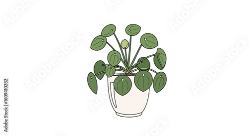 Chinese money plant growing tips and care for your pilea peperomioides
