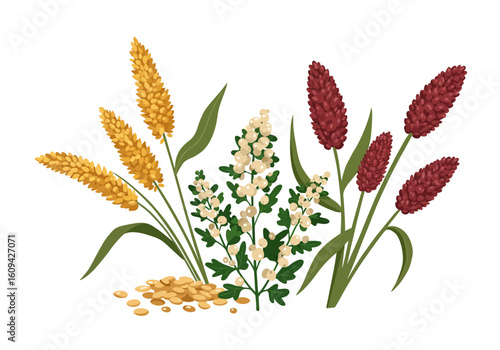 An arrangement of various crop plants including millet quinoa and another plant with white seeds