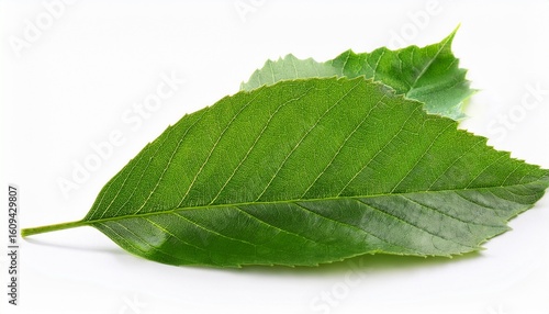 green fallen leaves isolated on white