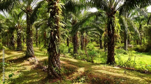 Palm oil plantation, showcasing agricultural scenery with lush green trees, Thailand. Palm trees grow in neat rows.