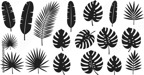 Tropical palm leaf silhouettes set, banana leaf vector collection, monstera leaf clipart, exotic foliage shapes, botanical tropical leaves
