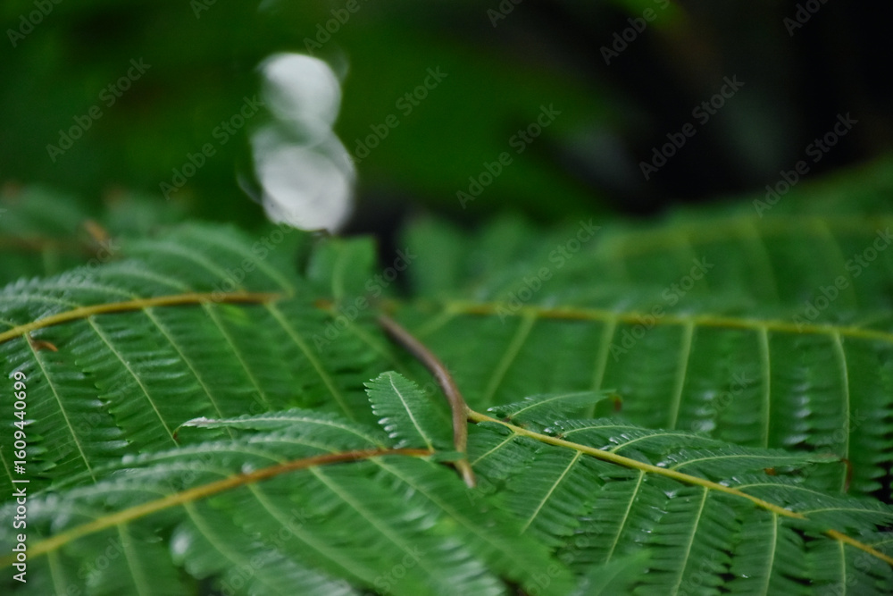 Obraz premium spider on a leaf