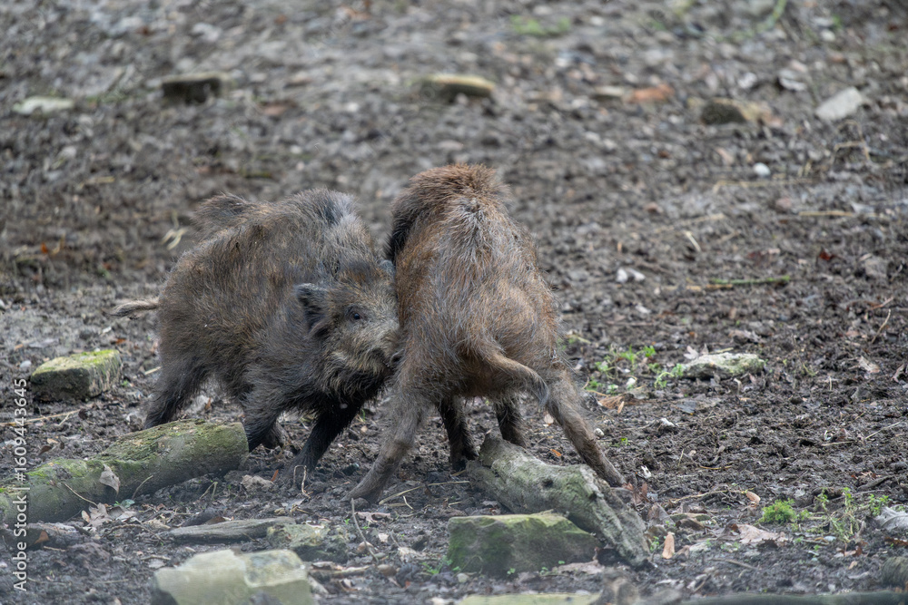 Fototapeta premium Dynamic Interaction of Two Wild Boars – Playful Fight or Sparring in Natural Woodland Habitat