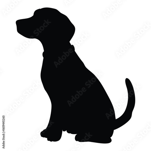 Silhouette of black dog sitting looking
