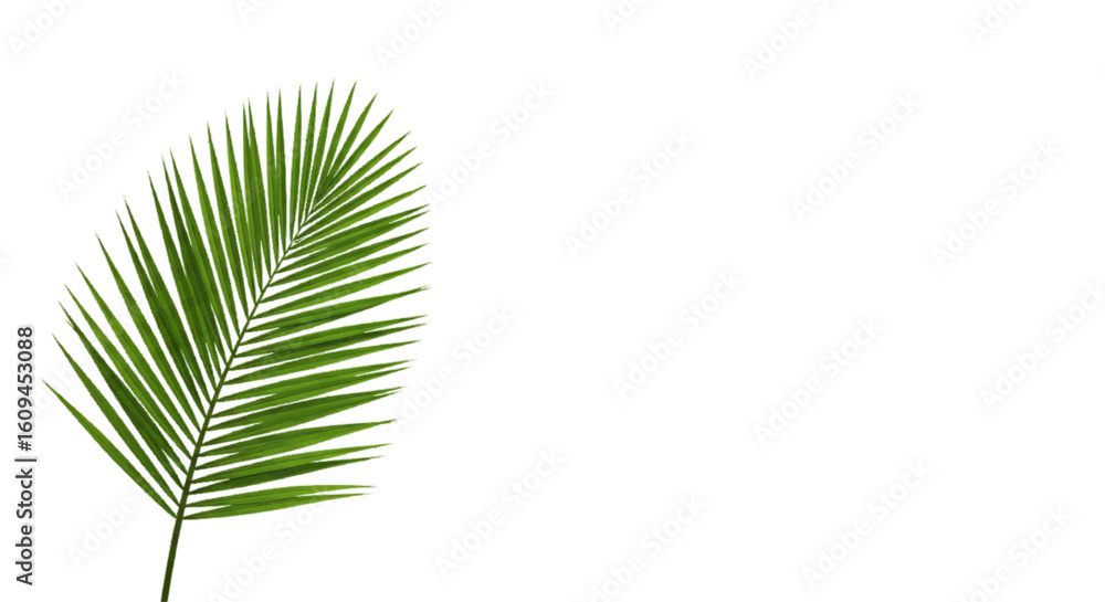 Obraz premium palm leaf isolated on white background