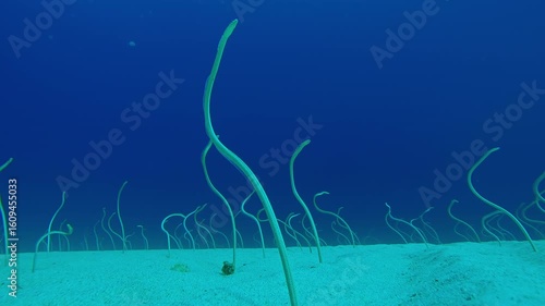 From sandy depths, long, Spotted Garden Eels stick out, wriggling to seize plankton. Indo-Pacific Garden Eels, Gorgasia sillneri wriggles in dance to consume plankton against blue water.