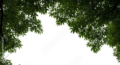 Palm frond (realistic)