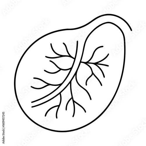 Placenta Growth Illustration Leafy Shape Inside Womb Medical Diagram of Fetal Development and Pregnancy