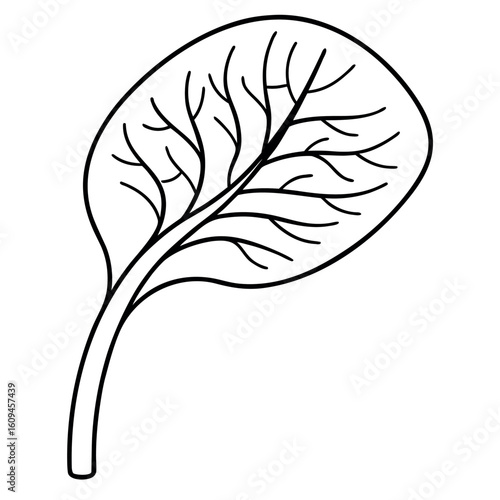 Placenta Growth Leafy Shape Inside Womb Illustration for Medical or Biological Designs