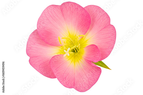 Pink flower with yellow center and delicate petals isolated on a transparent background