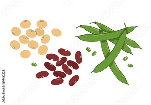 Illustration of three legumes soybeans kidney beans and green bean pods