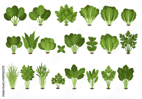 Illustrated assortment of green herbs and leafy vegetables