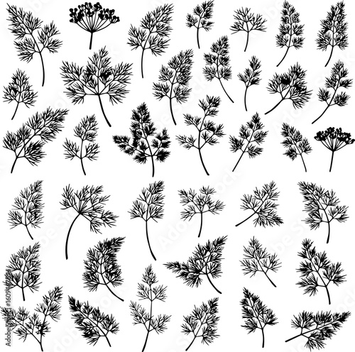 Collection of hand-drawn dill sprigs and flower umbels, black ink illustrations on white.