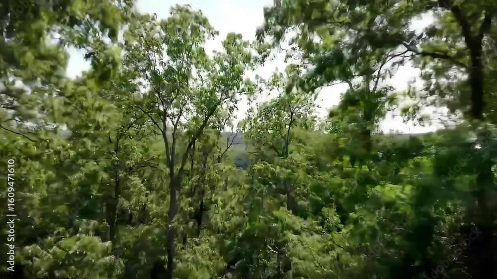Lush forest canopy, vibrant greens Lush forest canopy, vibrant greens