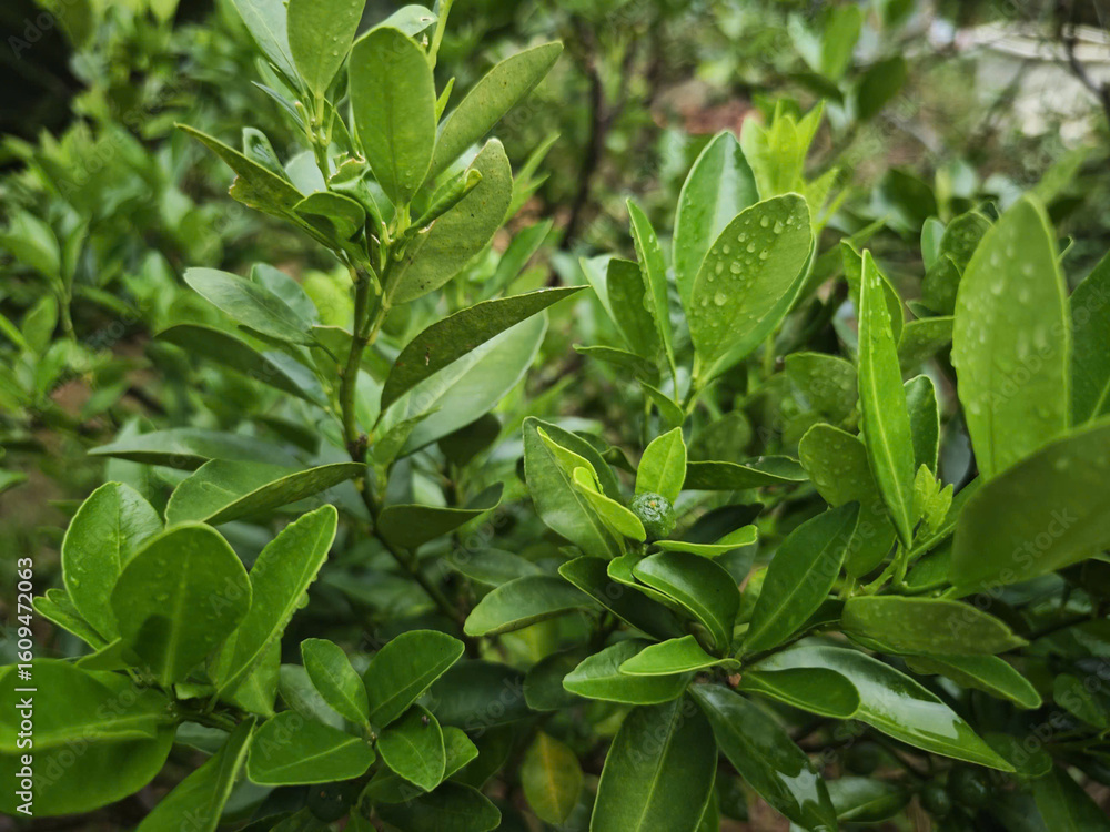 green leaves background green leaves background