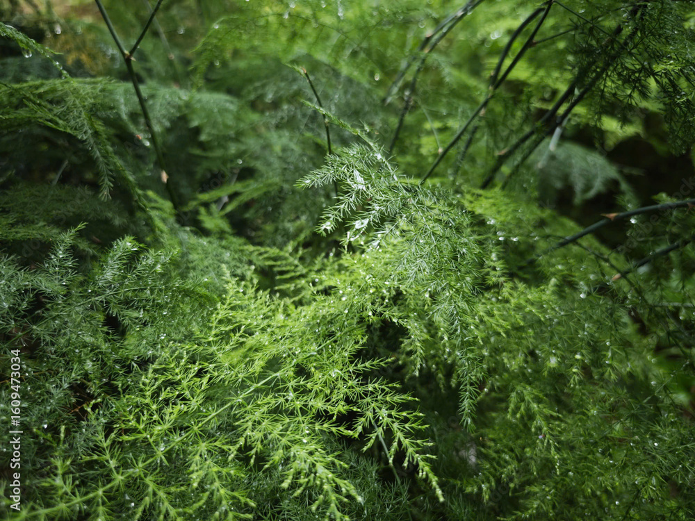 Fototapeta premium moss on the tree