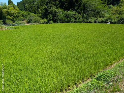 green rice field growth