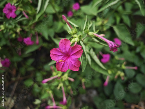 pink flowers in the garden
