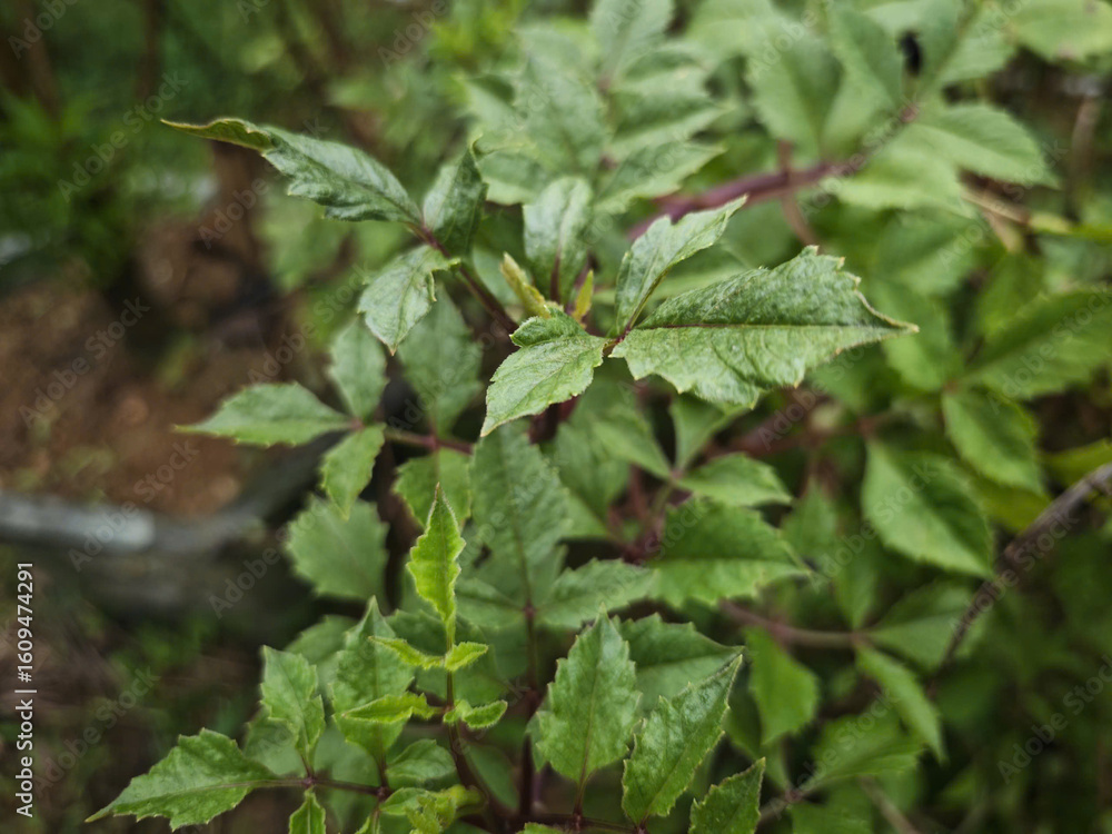 close up of green leaves close up of green leaves