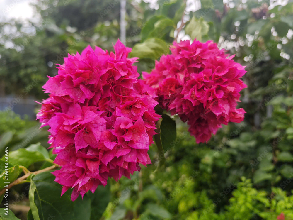 Fototapeta premium pink flowers in the garden