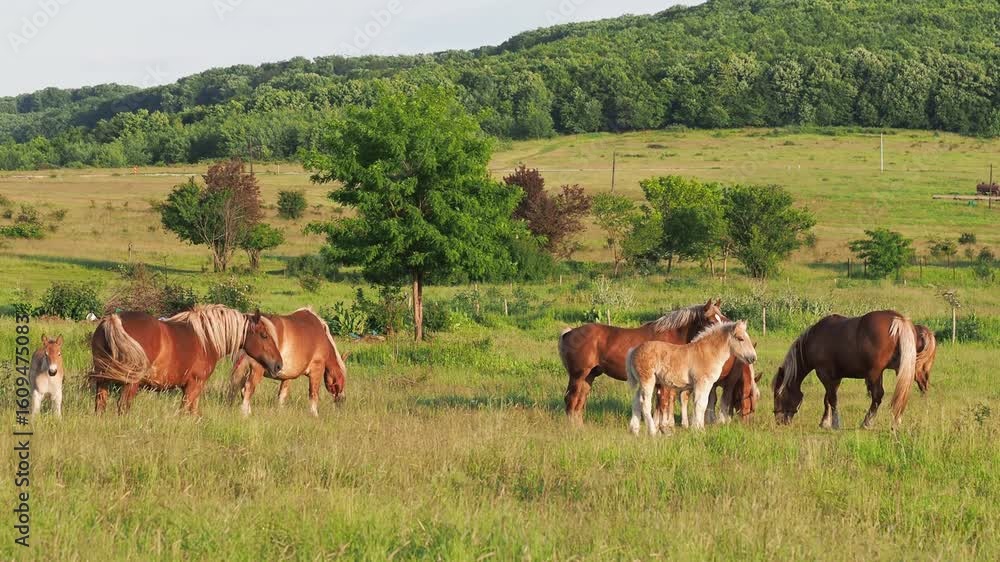 Mares and foals on a pasture in summer, horse stud Mares and foals on a pasture in summer, horse stud