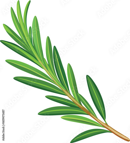 Fresh rosemary sprig botanical illustration with detailed green leaves