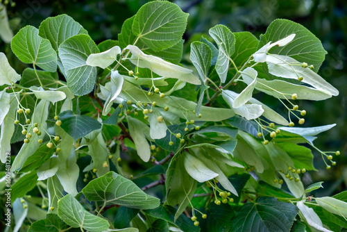 flowers and fruits of linden, European lime, Tilia
