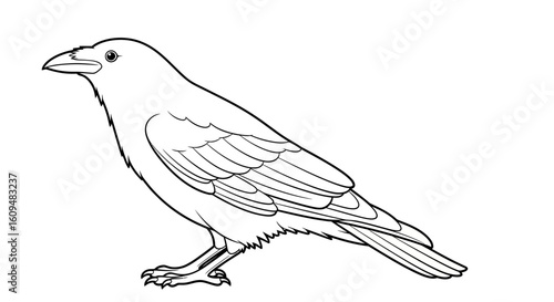 Intelligent Crow Vector Outline for Bird & Nature Coloring Books