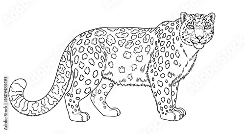 Elusive Snow Leopard Vector Outline for Mountain & Wildlife Coloring Books