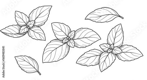 Basil Leaves Vector Outline for Cooking & Garden Themed Graphics