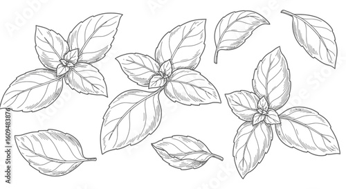 Fresh Basil Leaves Vector Outline for Culinary & Herbaceous Designs