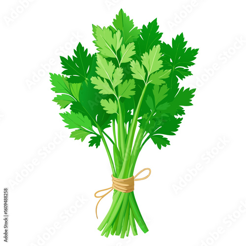 Fresh bunch of parsley tied with twine