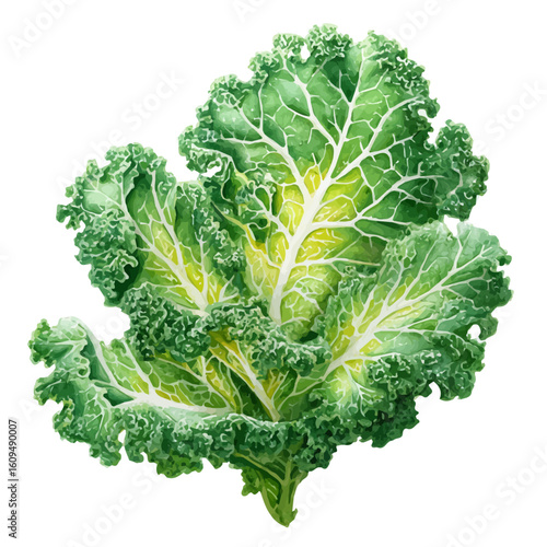 Kale in watercolor style, vector illustration, isolated on white background.