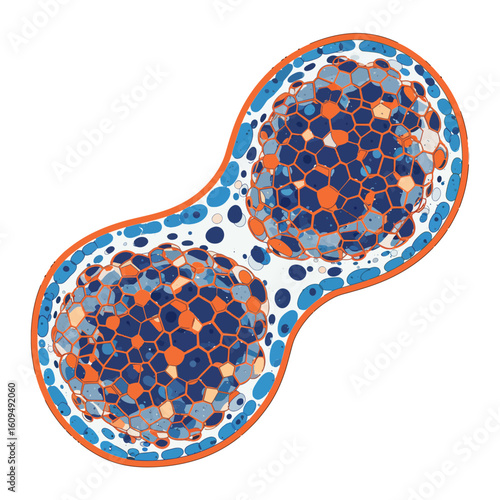 Cell division stages showing mitosis or meiosis process, a biological lifecycle growth concept