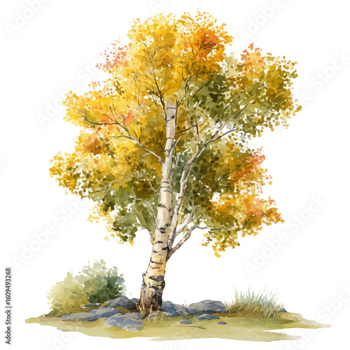 Aspen Tree, watercolor painting, vector illustration, isolated on a white background.