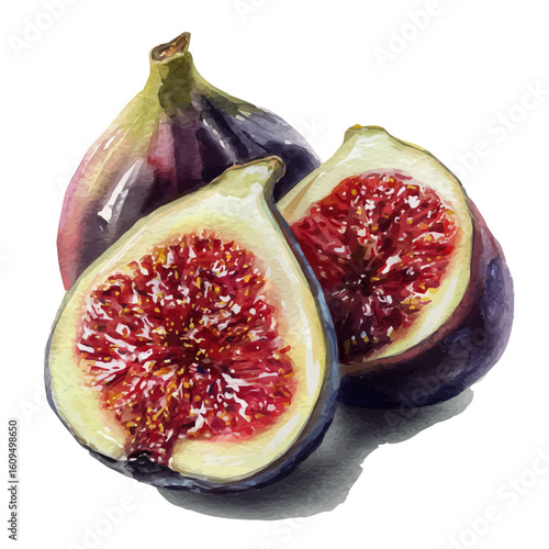 Watercolor vector illustration of Fig, isolated on white background.