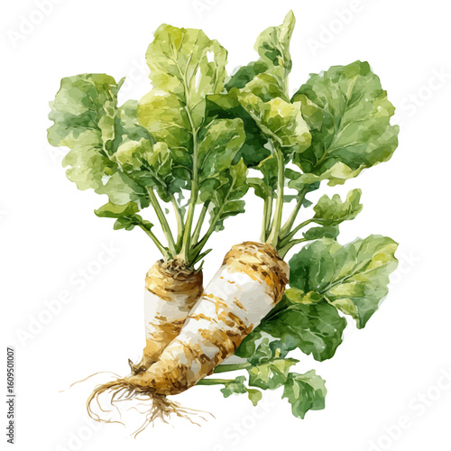 A watercolor painting of Horseradish, vector illustration on white background.