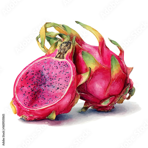 Dragon Fruit, watercolor painting, vector illustration, isolated on a white background.